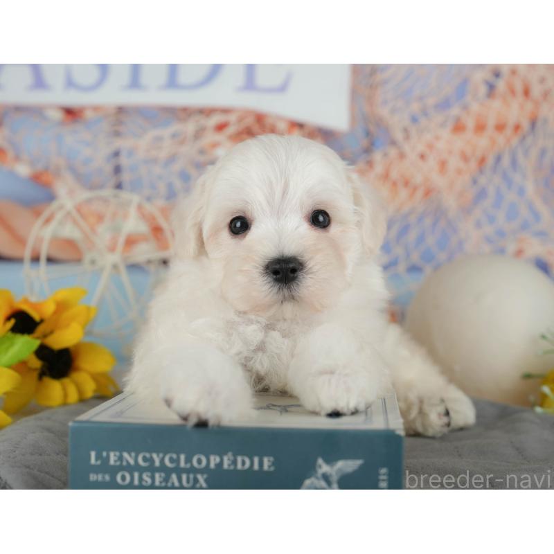 販売中の千葉県のマルプー:マルチーズ×トイプードル-434664の10枚目