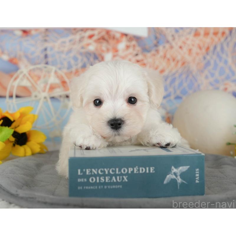 販売中の千葉県のマルプー:マルチーズ×トイプードル-434664の9枚目