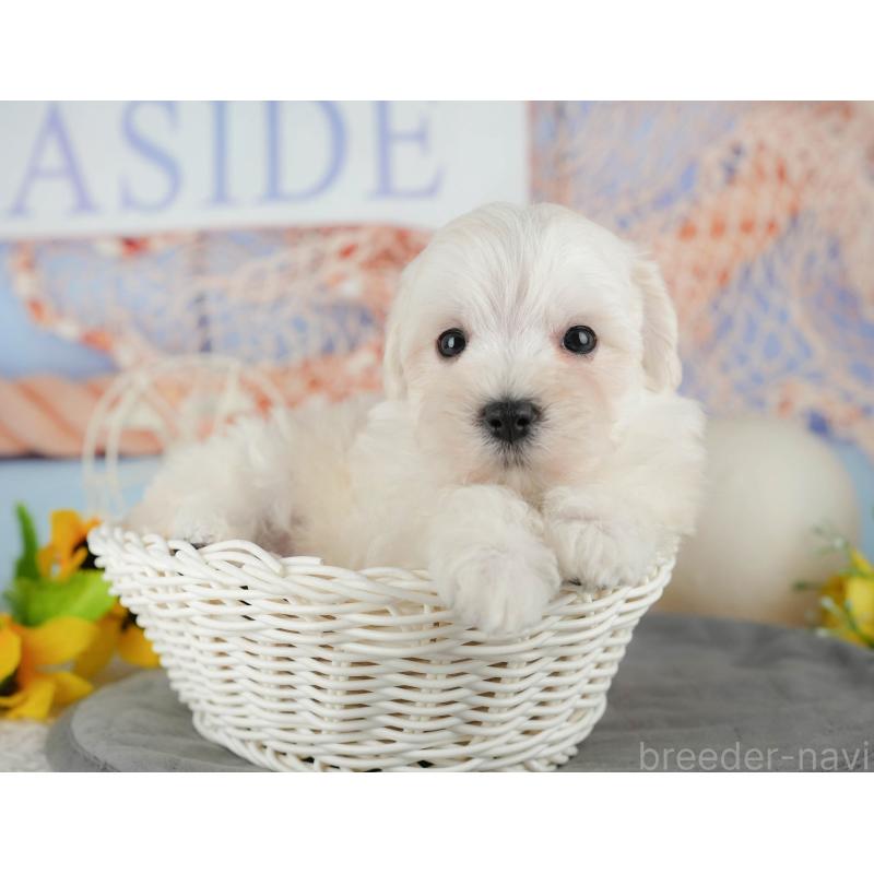 販売中の千葉県のマルプー:マルチーズ×トイプードル-434664の8枚目