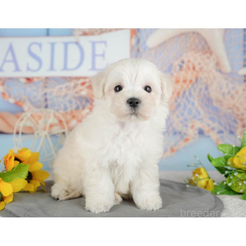 販売中の千葉県のマルプー:マルチーズ×トイプードル-434664の7枚目