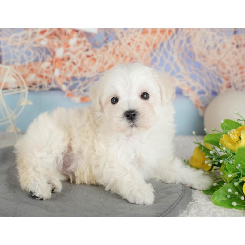 販売中の千葉県のマルプー:マルチーズ×トイプードル-434664の6枚目