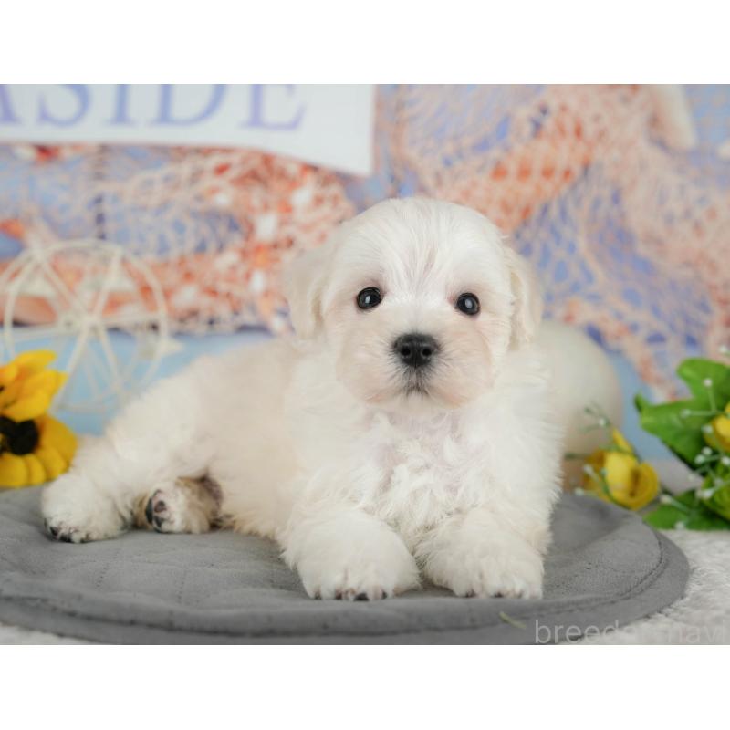 販売中の千葉県のマルプー:マルチーズ×トイプードル-434664の5枚目