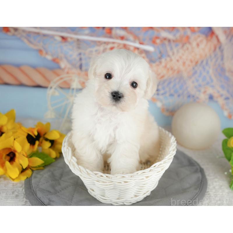 販売中の千葉県のマルプー:マルチーズ×トイプードル-434664の4枚目