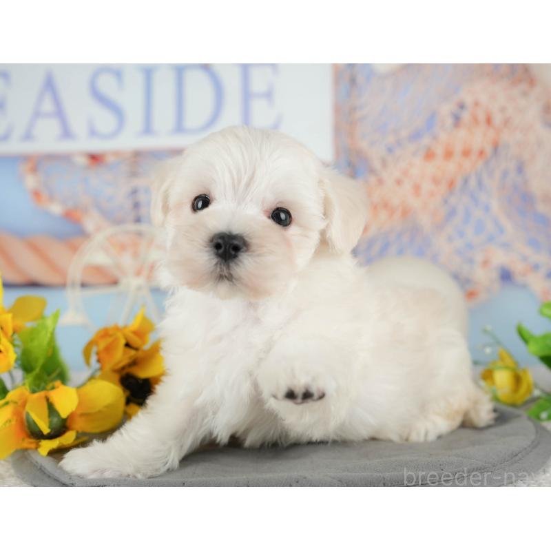 販売中の千葉県のマルプー:マルチーズ×トイプードル-434664の3枚目