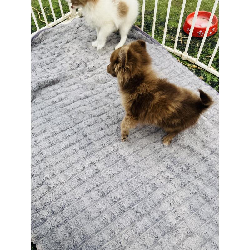 販売中の福岡県のポメラニアン-423537の5枚目