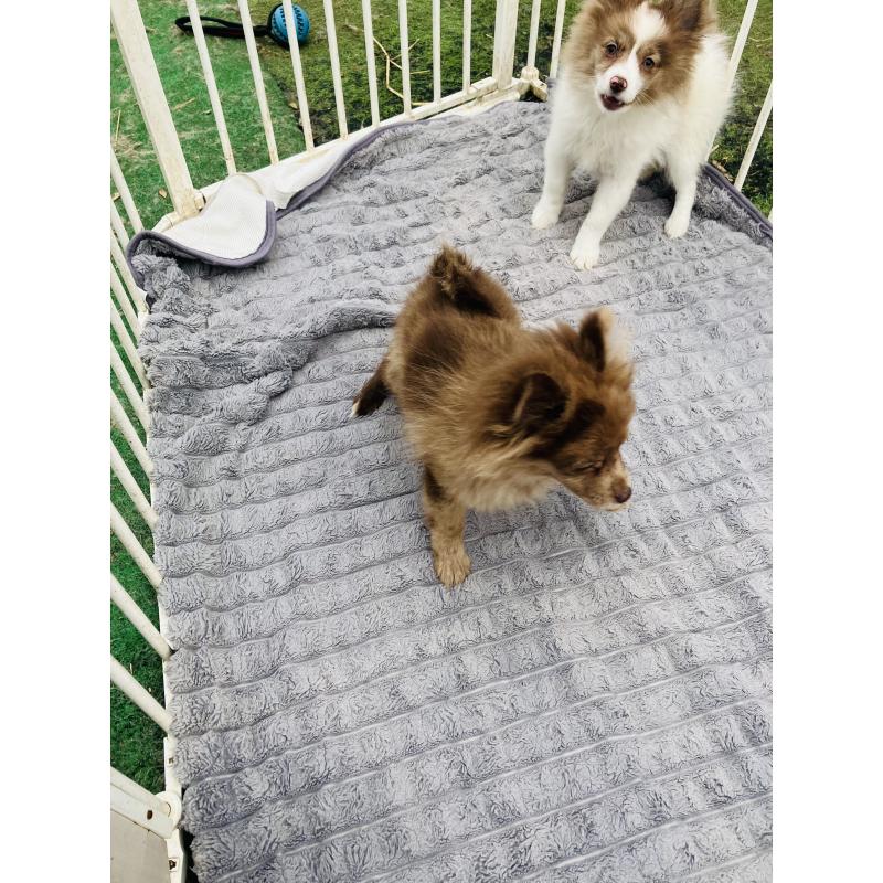 販売中の福岡県のポメラニアン-423537の4枚目