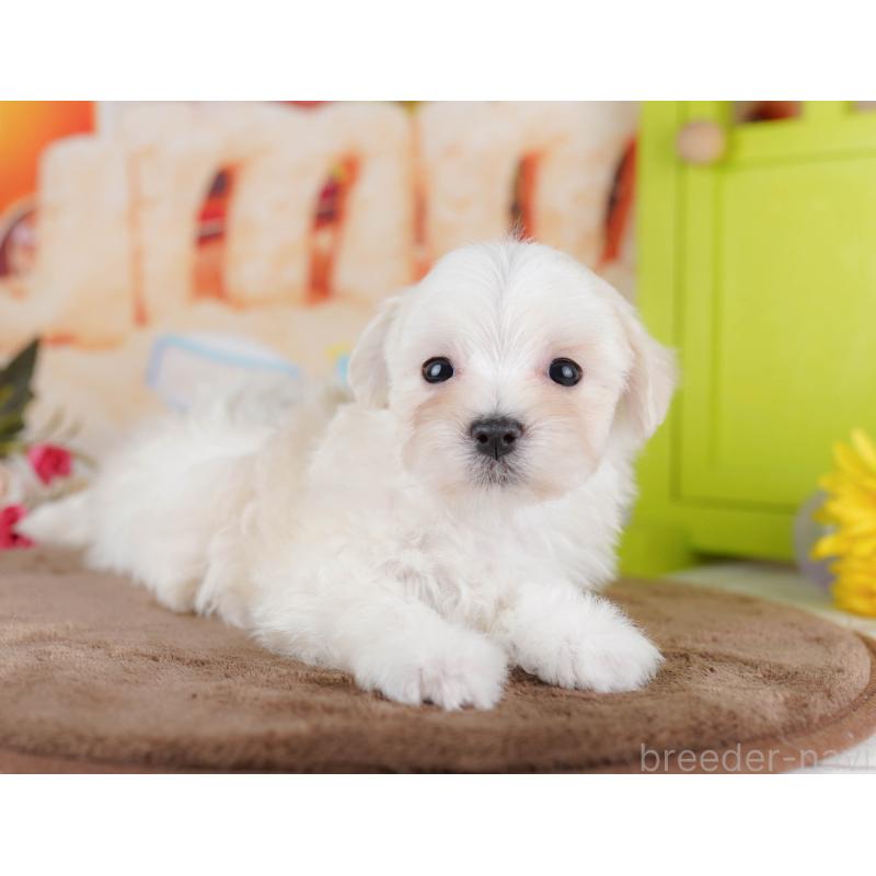 販売中の千葉県のマルプー:マルチーズ×トイプードル-434659の11枚目