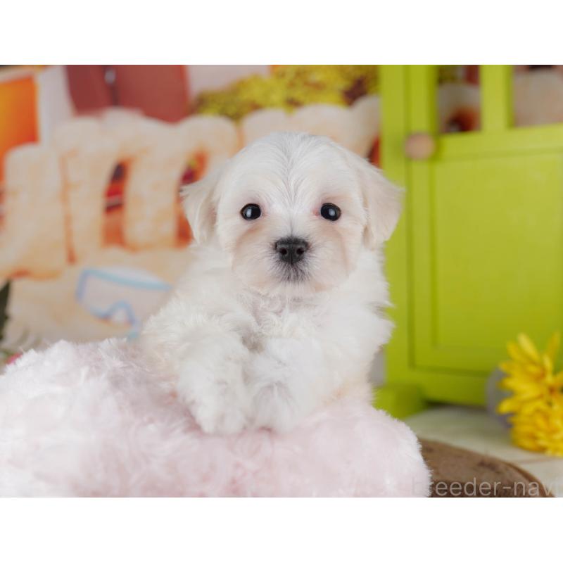 販売中の千葉県のマルプー:マルチーズ×トイプードル-434659の10枚目