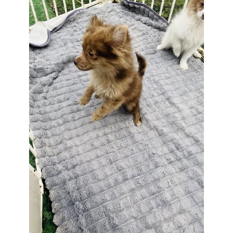 販売中の福岡県のポメラニアン-423537の3枚目