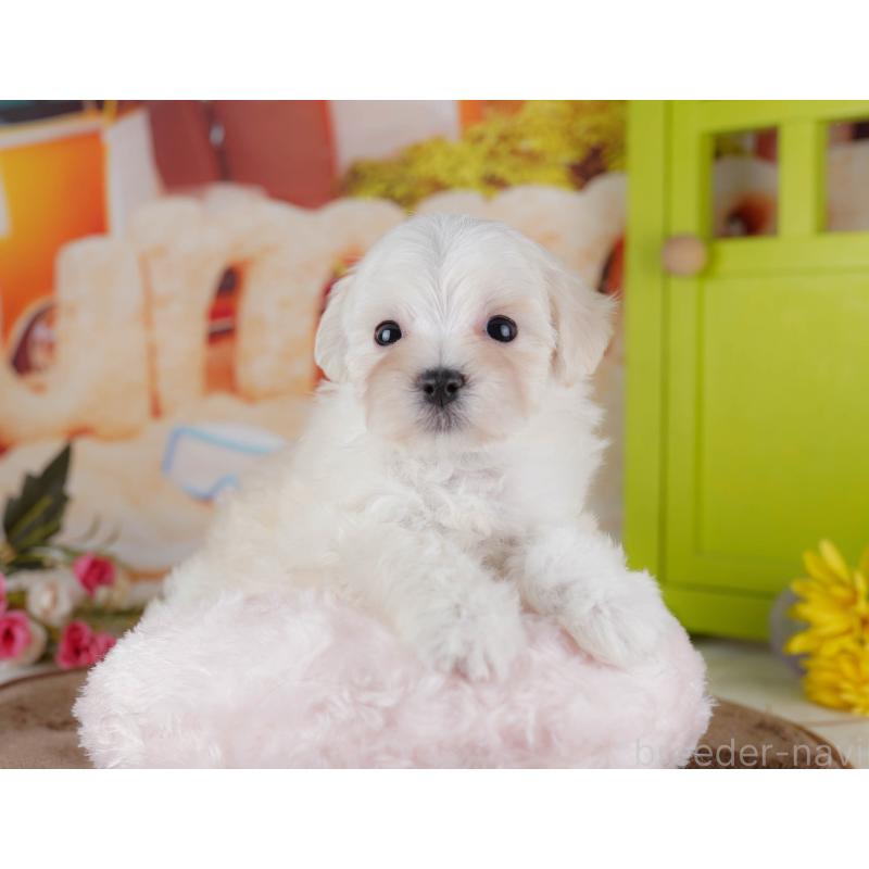 販売中の千葉県のマルプー:マルチーズ×トイプードル-434659の9枚目