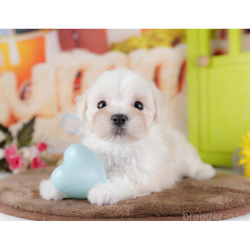 販売中の千葉県のマルプー:マルチーズ×トイプードル-434659の8枚目