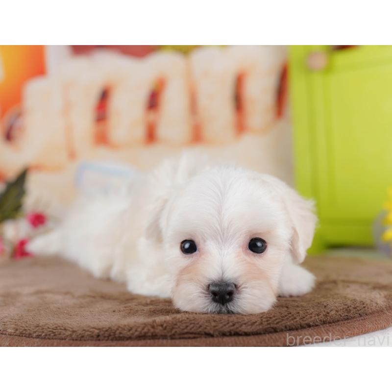 販売中の千葉県のマルプー:マルチーズ×トイプードル-434659の7枚目