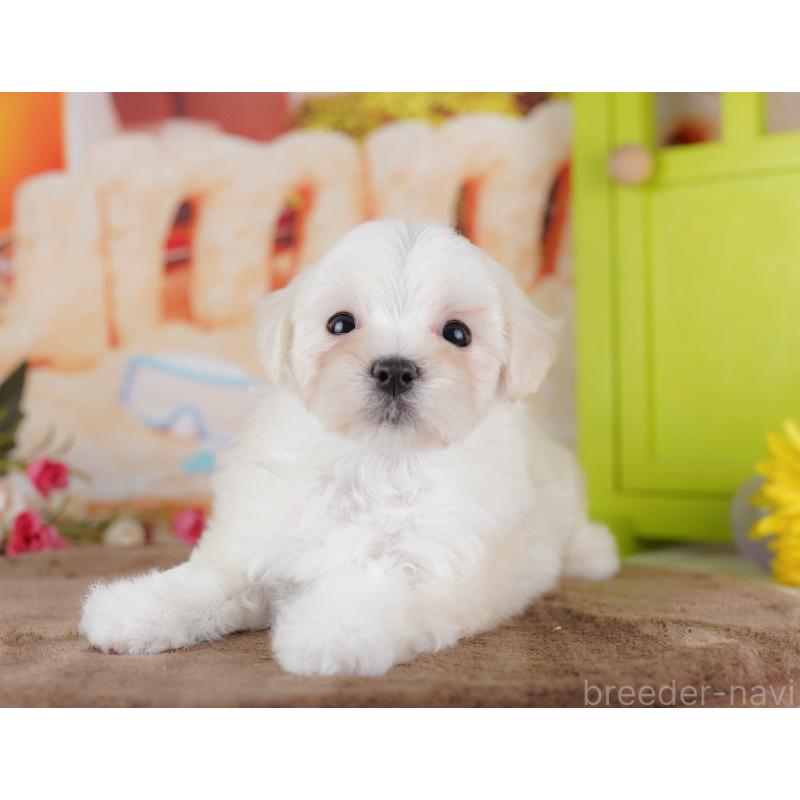 販売中の千葉県のマルプー:マルチーズ×トイプードル-434659の6枚目