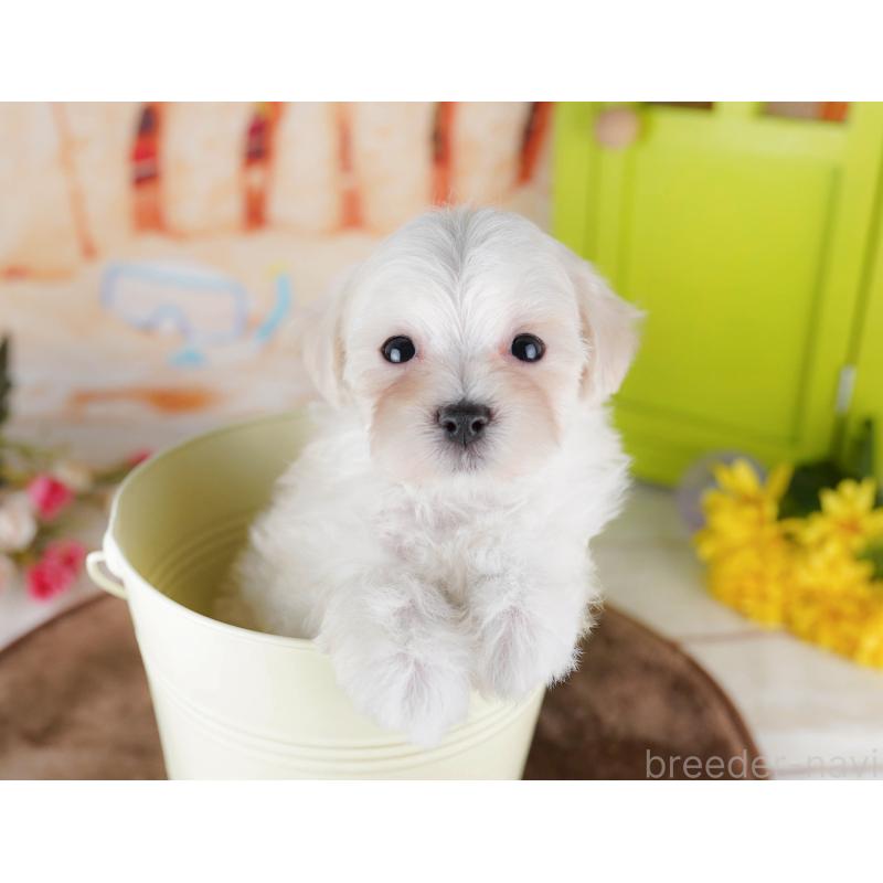 販売中の千葉県のマルプー:マルチーズ×トイプードル-434659の5枚目