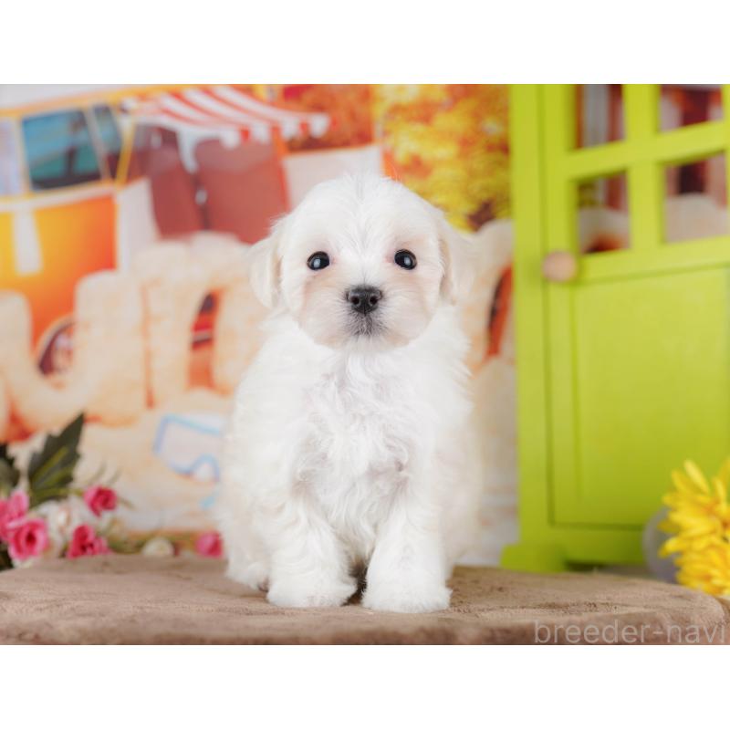 販売中の千葉県のマルプー:マルチーズ×トイプードル-434659の4枚目