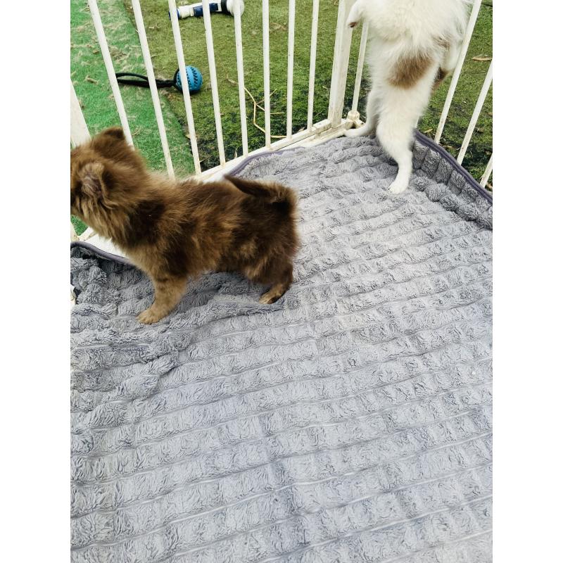 販売中の福岡県のポメラニアン-423537の2枚目