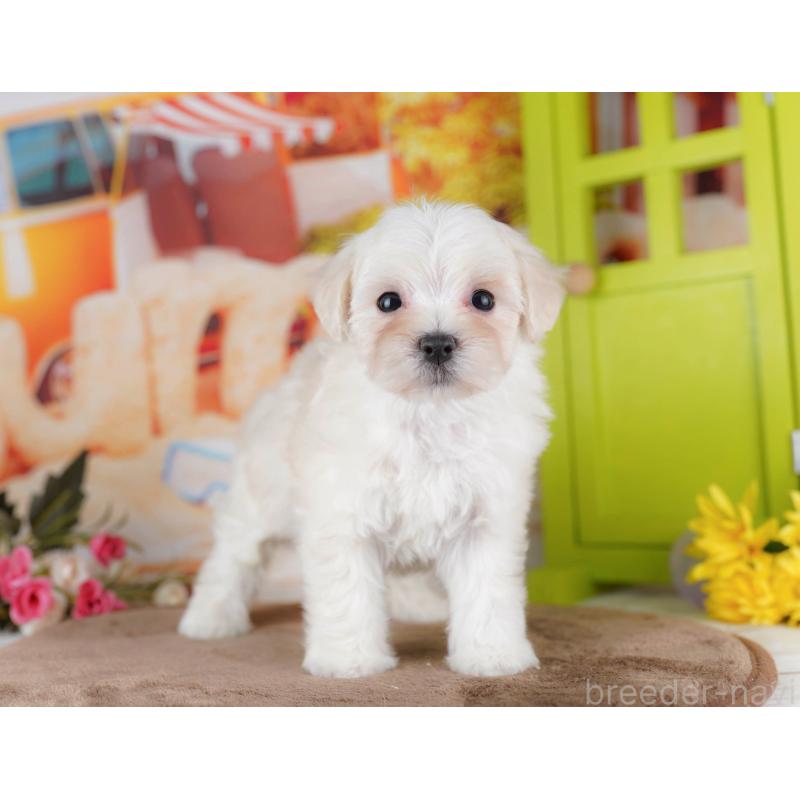 販売中の千葉県のマルプー:マルチーズ×トイプードル-434659の3枚目