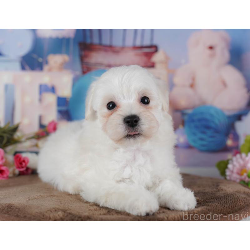 販売中の千葉県のマルプー:マルチーズ×トイプードル-434656の11枚目