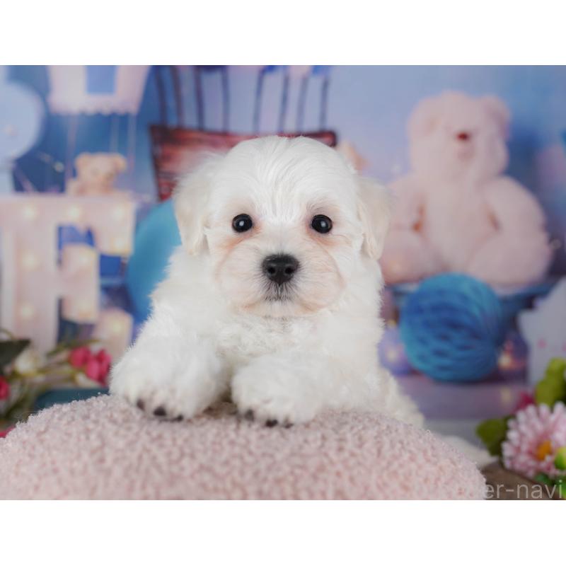 販売中の千葉県のマルプー:マルチーズ×トイプードル-434656の9枚目