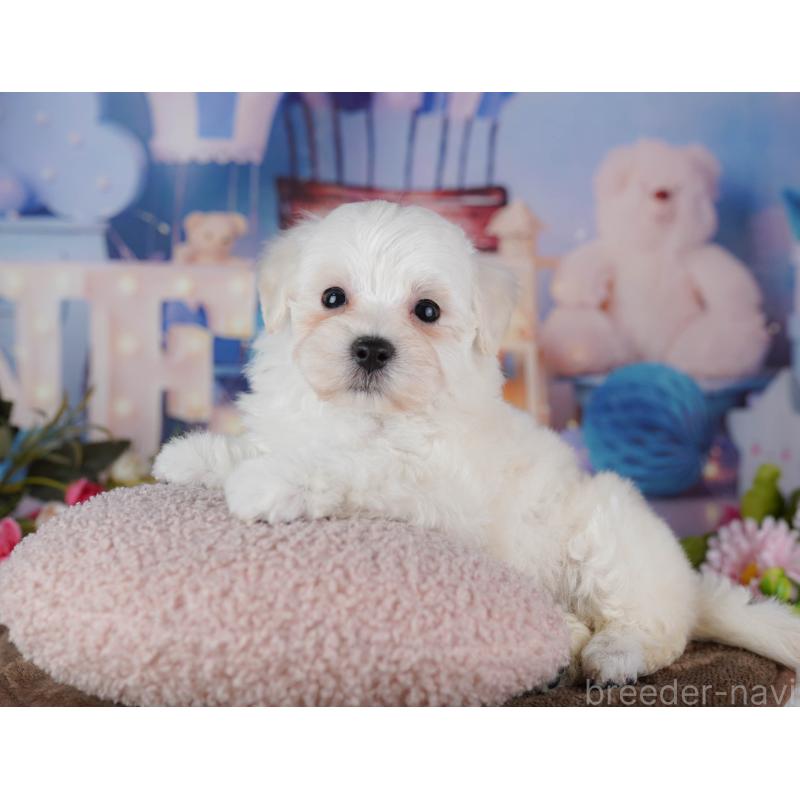 販売中の千葉県のマルプー:マルチーズ×トイプードル-434656の8枚目