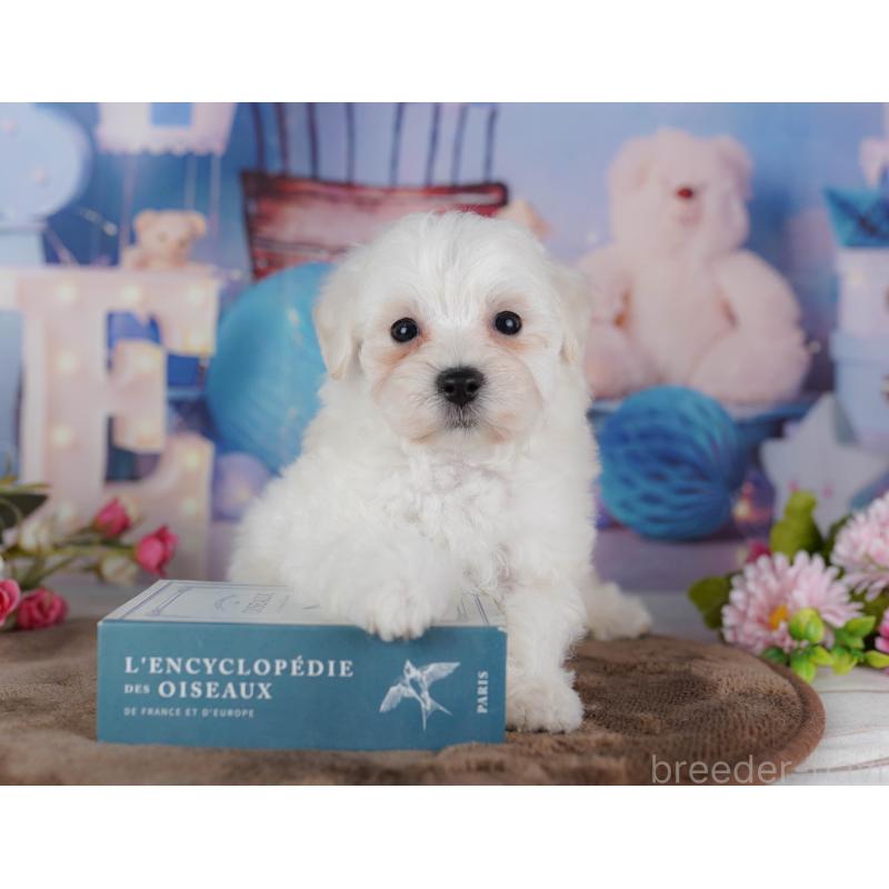 販売中の千葉県のマルプー:マルチーズ×トイプードル-434656の7枚目