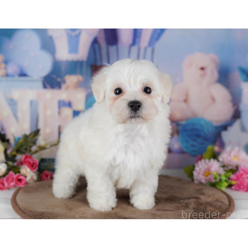 販売中の千葉県のマルプー:マルチーズ×トイプードル-434656の3枚目