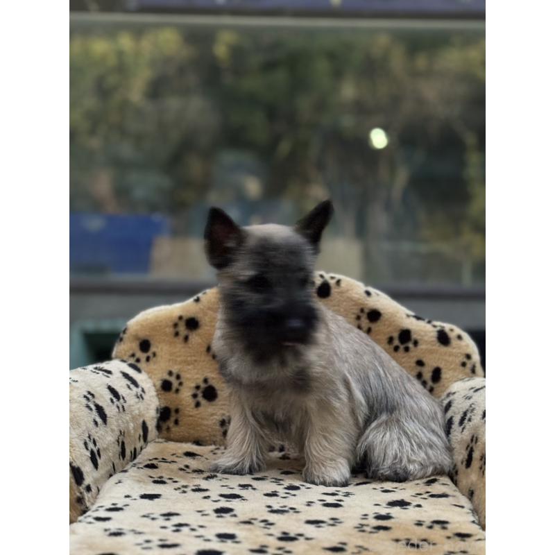 販売中の大阪府のケアーンテリア-434635の5枚目