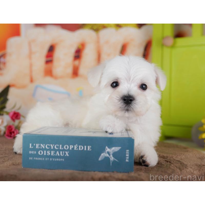 販売中の千葉県のマルプー:マルチーズ×トイプードル-434654の10枚目