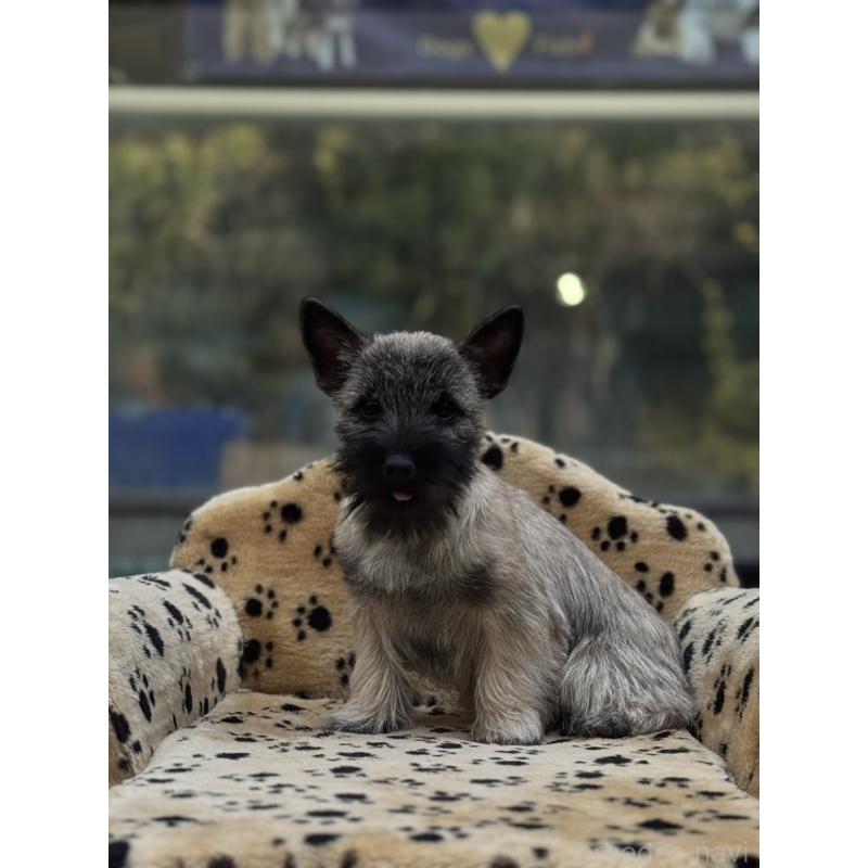 販売中の大阪府のケアーンテリア-434635の4枚目