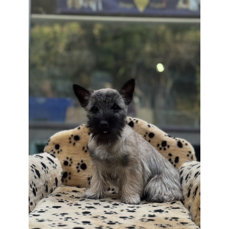 販売中の大阪府のケアーンテリア-434635の3枚目