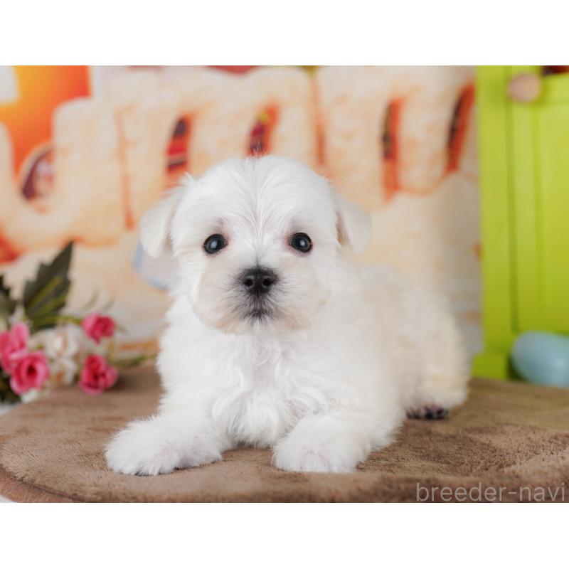 販売中の千葉県のマルプー:マルチーズ×トイプードル-434654の9枚目