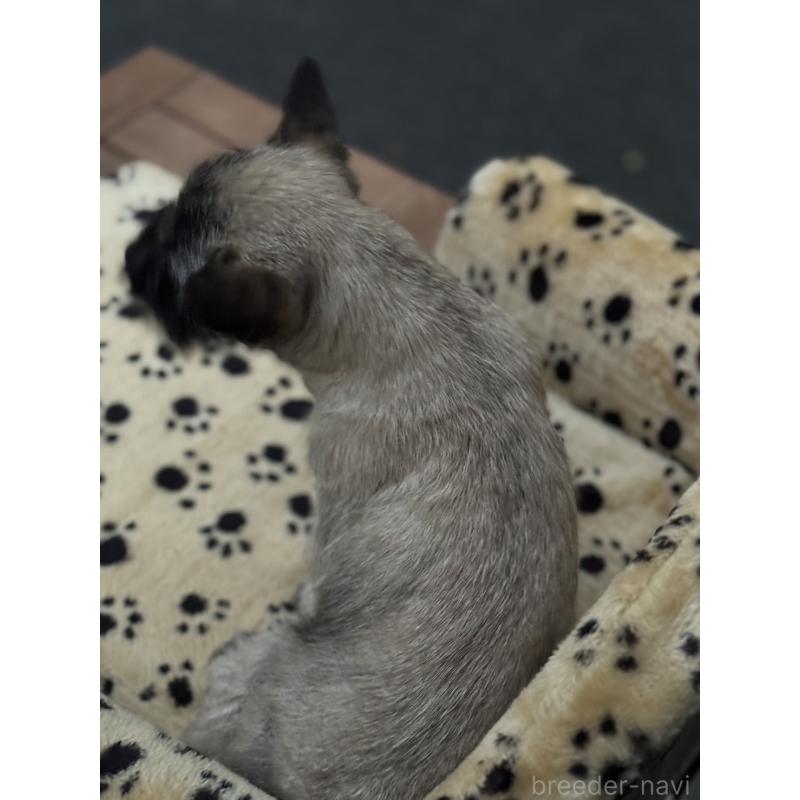 販売中の大阪府のケアーンテリア-434635の2枚目