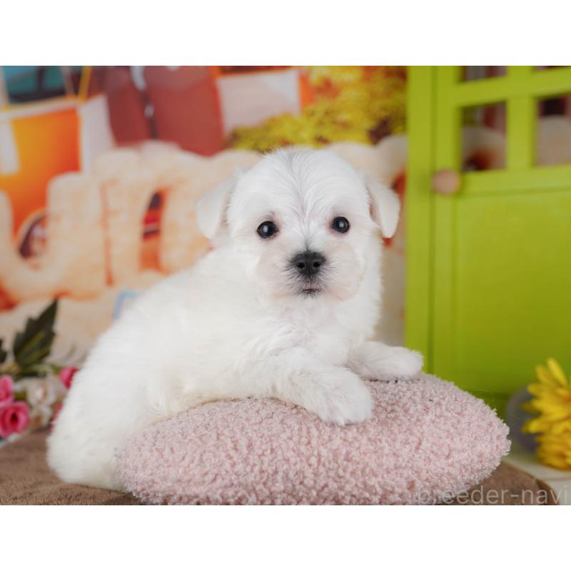 販売中の千葉県のマルプー:マルチーズ×トイプードル-434654の8枚目