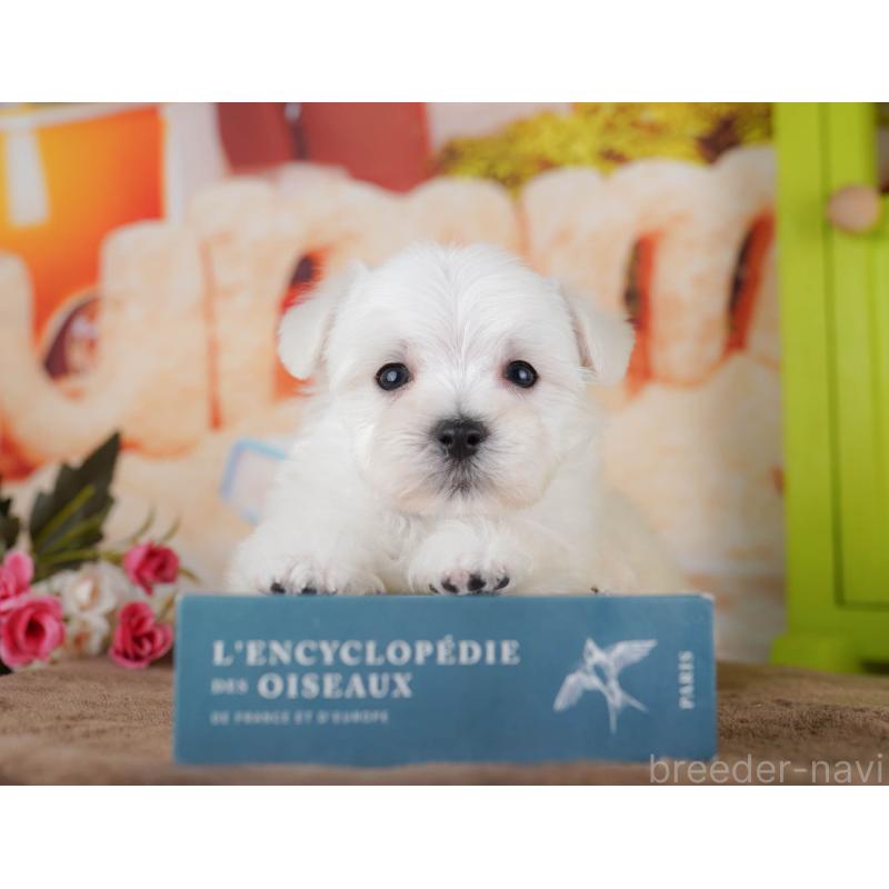 販売中の千葉県のマルプー:マルチーズ×トイプードル-434654の6枚目