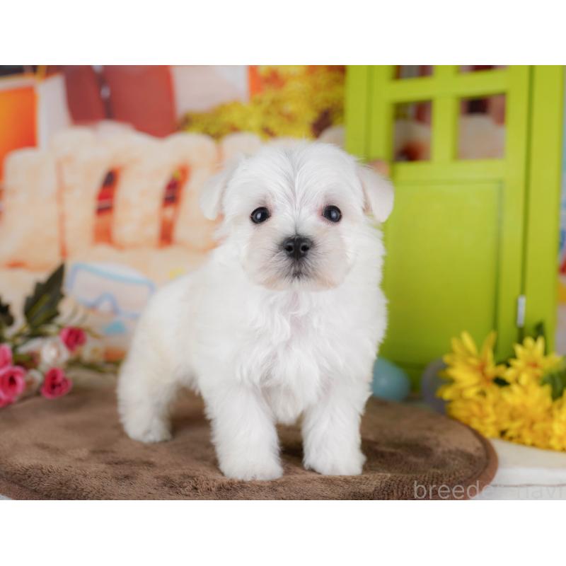 販売中の千葉県のマルプー:マルチーズ×トイプードル-434654の5枚目