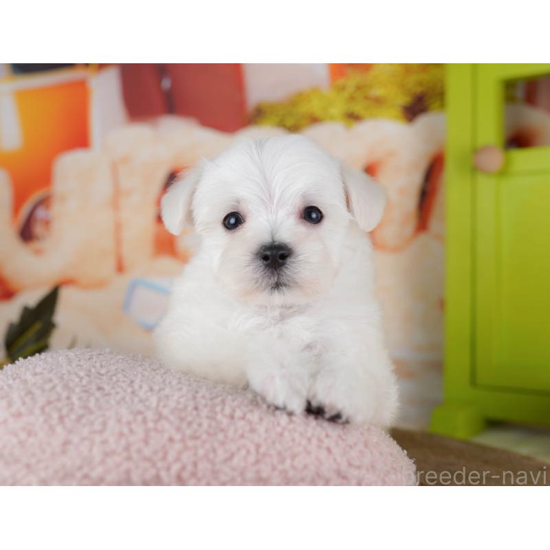 販売中の千葉県のマルプー:マルチーズ×トイプードル-434654の4枚目