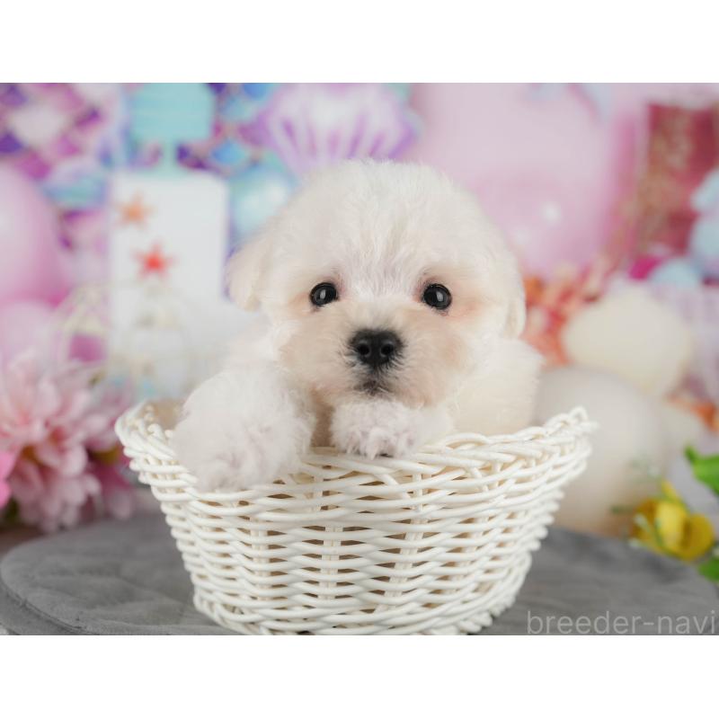 販売中の千葉県のマルプー:マルチーズ×トイプードル-434652の11枚目