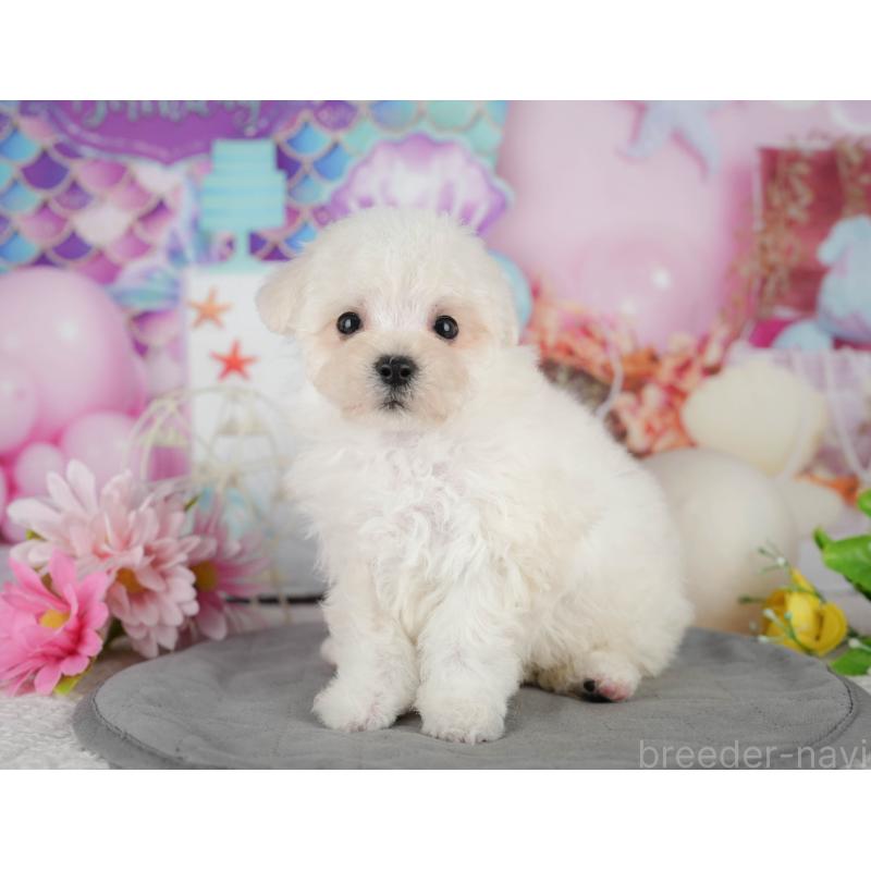 販売中の千葉県のマルプー:マルチーズ×トイプードル-434652の8枚目