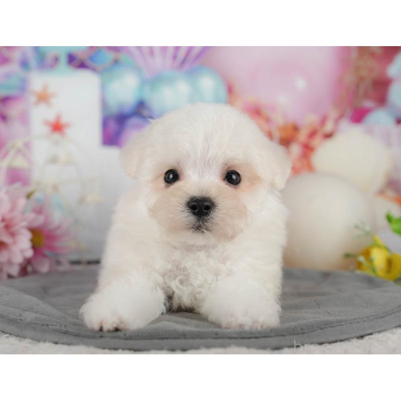 販売中の千葉県のマルプー:マルチーズ×トイプードル-434652の7枚目