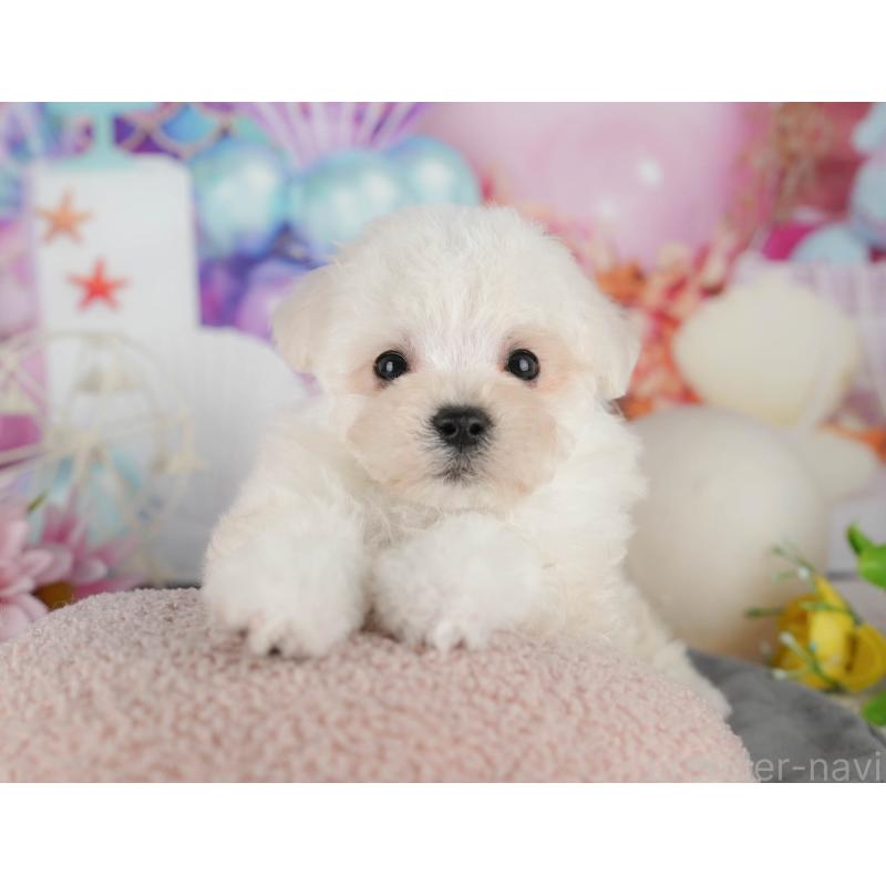 販売中の千葉県のマルプー:マルチーズ×トイプードル-434652の6枚目