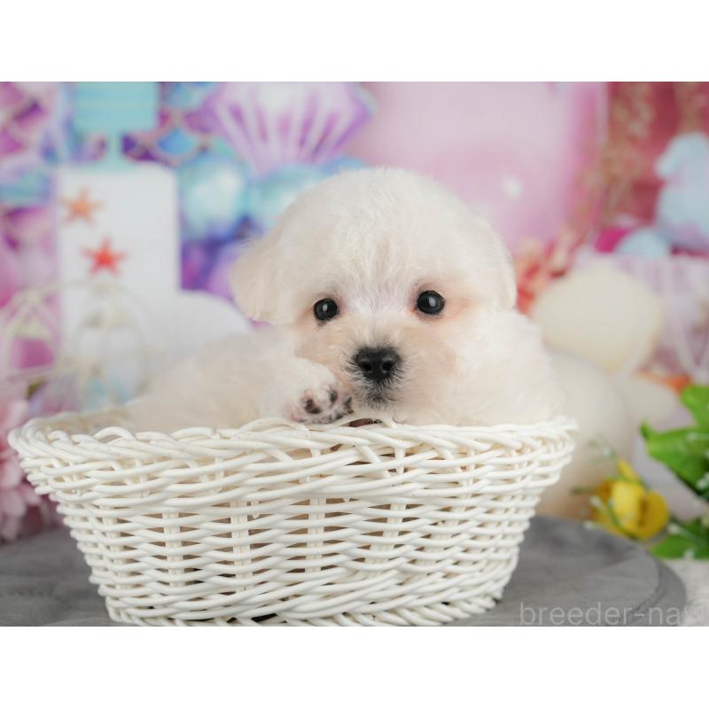 販売中の千葉県のマルプー:マルチーズ×トイプードル-434652の5枚目