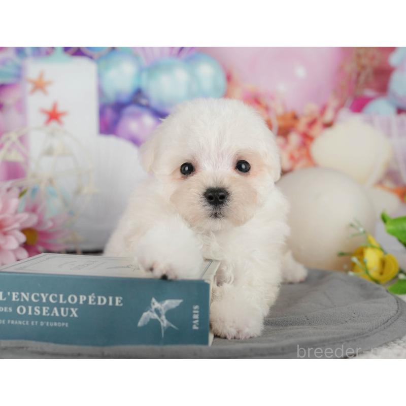 販売中の千葉県のマルプー:マルチーズ×トイプードル-434652の4枚目