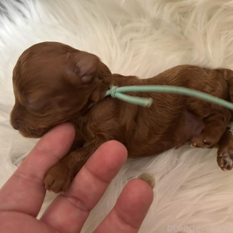 販売中の愛媛県のタイニープードル-434636