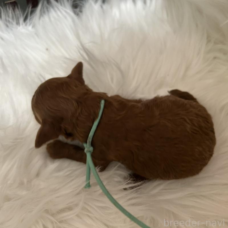 販売中の愛媛県のタイニープードル-434636の4枚目
