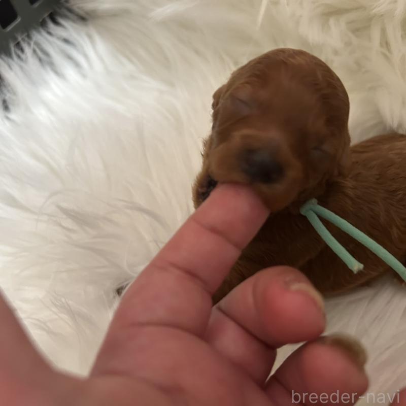 販売中の愛媛県のタイニープードル-434636の3枚目