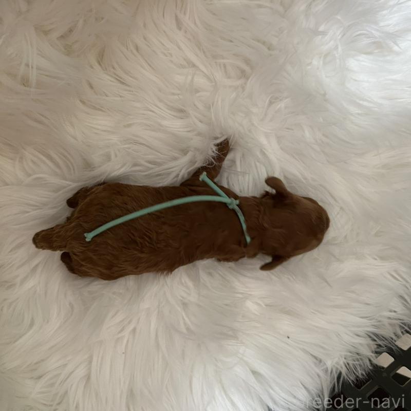 販売中の愛媛県のタイニープードル-434636の2枚目