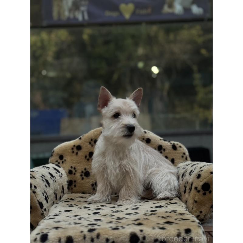 販売中の大阪府のケアーンテリア-434637の5枚目