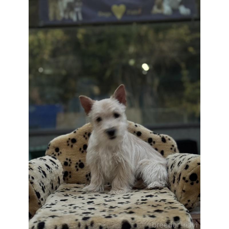 販売中の大阪府のケアーンテリア-434637の4枚目