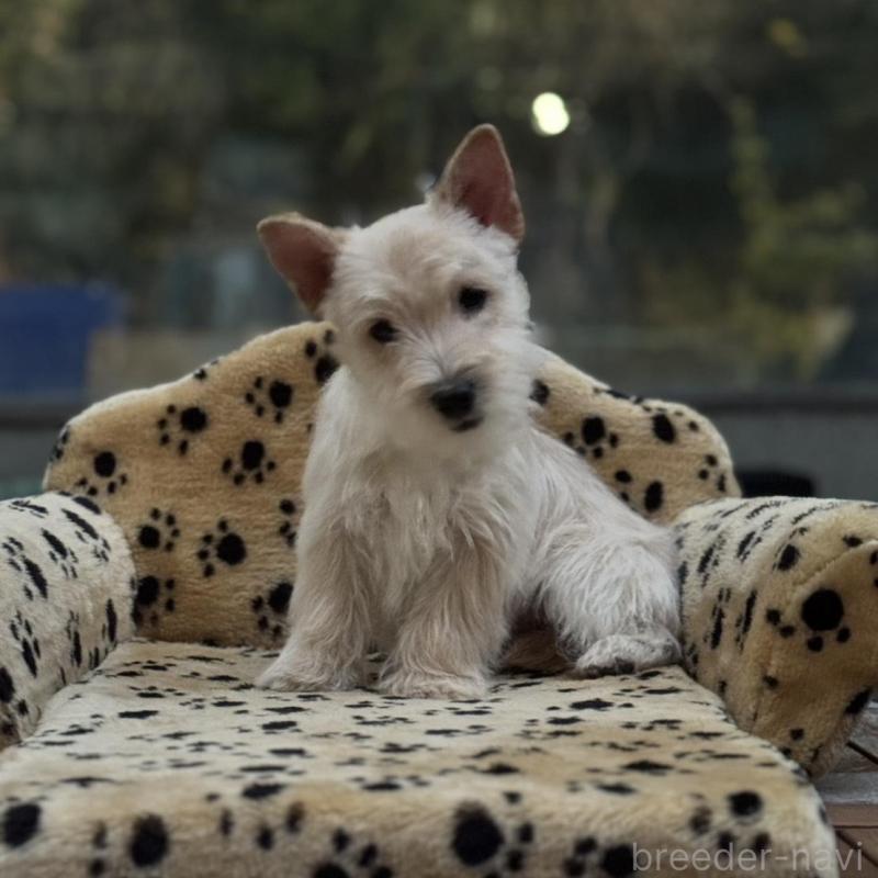 販売中の大阪府のケアーンテリア-434637の2枚目