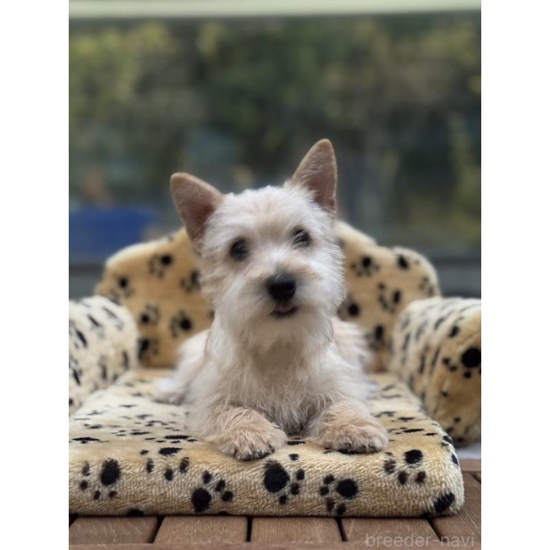 販売中の大阪府のケアーンテリア-434638の5枚目